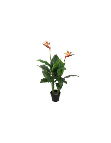 PLANTA AVE DEL PARAISO 120 CM