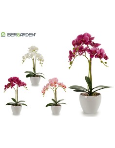 Orquidea maceta redonda