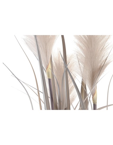 Planta plumeros gris