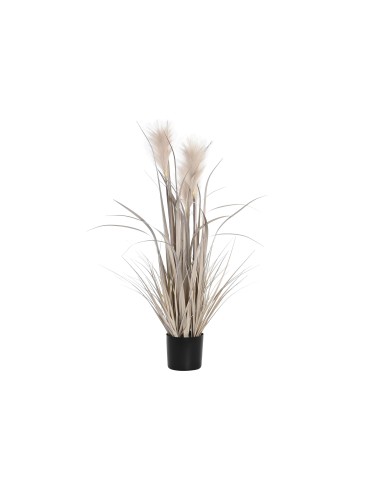 Planta plumeros gris