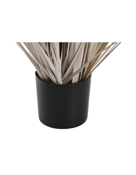 Planta plumeros gris