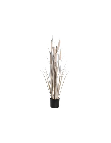 Planta junco gris