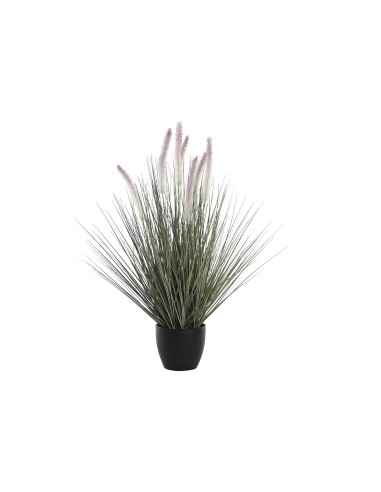 Planta cola de perro lila