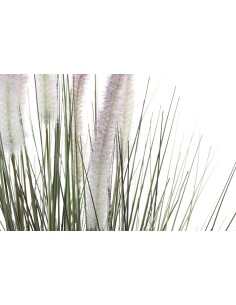 Planta cola de perro lila 2