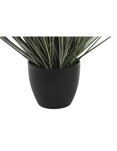 Planta cola de perro lila