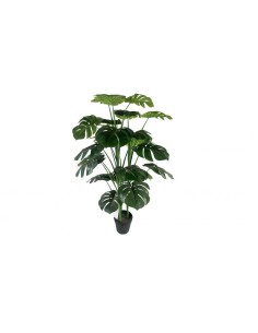 Monstera deliciosa mediana