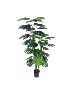 Monstera deliciosa Grande