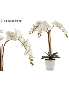 Orquidea blanca maceta