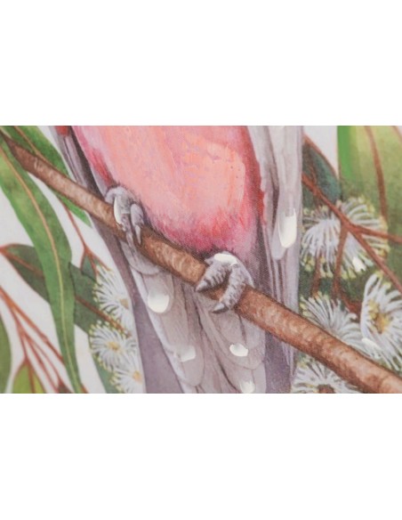 Cuadro lienzo cacatua 50*70